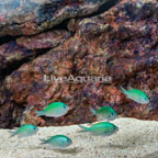 Blue/Green Reef Chromis 6 Lot (click for more detail)