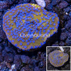 LiveAquaria® Cultured Montipora Coral (click for more detail)