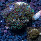 LiveAquaria® Cultured Blue Sympodium Coral  (click for more detail)