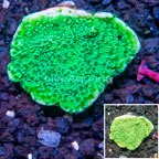 LiveAquaria® Cultured Montipora Coral  (click for more detail)