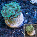 LiveAquaria® Cultured Hammer Coral  (click for more detail)