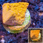 LiveAquaria® Cultured Montipora Coral (click for more detail)