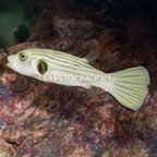 Narrow-Lined Puffer (click for more detail)