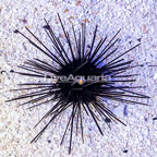 Black Longspine Urchin (click for more detail)