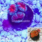 Acan Lord Coral Indonesia  (click for more detail)