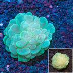 Green Bubble Coral Indonesia (click for more detail)