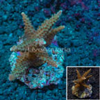 Branching Acropora Coral Indonesia (click for more detail)