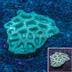 Prism Goniastrea Brain Coral Australia  (click for more detail)