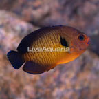 Coral Beauty Angelfish (click for more detail)