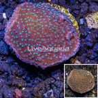 LiveAquaria® Cultured Montipora Coral (click for more detail)