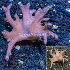 Sinularia Leather Coral Vietnam (click for more detail)