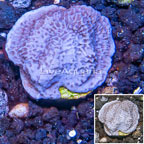 LiveAquaria® Cultured Montipora Coral (click for more detail)