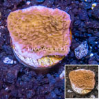 LiveAquaria® Cultured Montipora Coral (click for more detail)