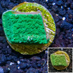 LiveAquaria® Cultured Montipora Coral (click for more detail)