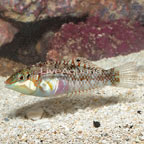 Nebulosus Wrasse (click for more detail)