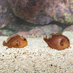 Penny Coral Croucher Goby, Pair (click for more detail)