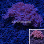 LiveAquaria® Blue Anthelia Coral  (click for more detail)