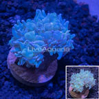USA Cultured Pearl Bubble Coral (click for more detail)