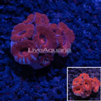 USA Cultured Acan Lord Coral   (click for more detail)
