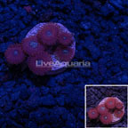 LiveAquaria® Houdini Colony Polyp Rock Zoanthus  (click for more detail)