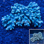 Bottle Brush Acropora Coral Australia (click for more detail)