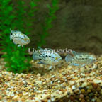 Electric Blue Jack Dempsey (Trio) (click for more detail)