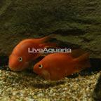 Red Parrot Cichlid (Pair) [Blemish] (click for more detail)