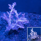 Lithophyllon Coral Indonesia (click for more detail)