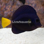 Red Sea Purple Tang [Blemish] (click for more detail)