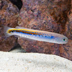 Oreni Tilefish  (click for more detail)