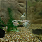 White Widow Tetra (Group of 4) (click for more detail)