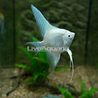 Platinum Angelfish (click for more detail)