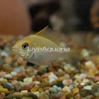 Gold Ram Cichlid EXPERT ONLY (click for more detail)