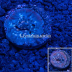 USA Cultured Jason Fox Lunar Leptoseris Coral (click for more detail)