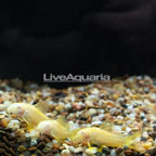 Albino Neon Orange Laser Cory Catfish, Group of 3 (click for more detail)