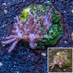 Tree Coral Indonesia (click for more detail)