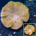 Toadstool Mushroom Leather Coral  Vietnam (click for more detail)