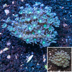 Glove Polyp Coral Indonesia  (click for more detail)