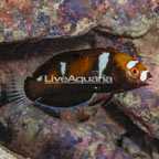 Formosa Wrasse Juvenile  (click for more detail)