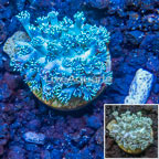 LiveAquaria® Cultured Goniopora Coral  (click for more detail)