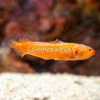 Orange Brotula (click for more detail)