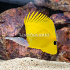 Yellow Longnose Butterflyfish (click for more detail)