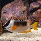 Magnificent Foxface  (click for more detail)