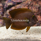 Squaretail Bristletooth Tang (click for more detail)