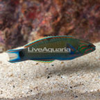 Lunare Lyretail Wrasse (click for more detail)