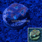 USA Cultured Acan Echinata Coral (click for more detail)