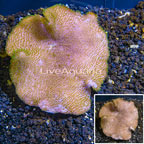 Toadstool Mushroom Leather Coral  Vietnam (click for more detail)