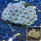 Goniastrea Brain Coral Australia (click for more detail)