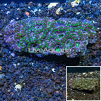 Acan Lord Coral Australia (click for more detail)