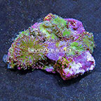 Pacific Flower Mushroom Rock Ricordea Yuma Indonesia (click for more detail)